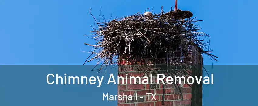 Chimney Animal Removal Marshall - TX