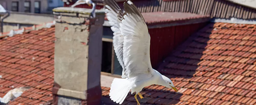 Residential Chimney Animal Removal Solution in Marshall, TX